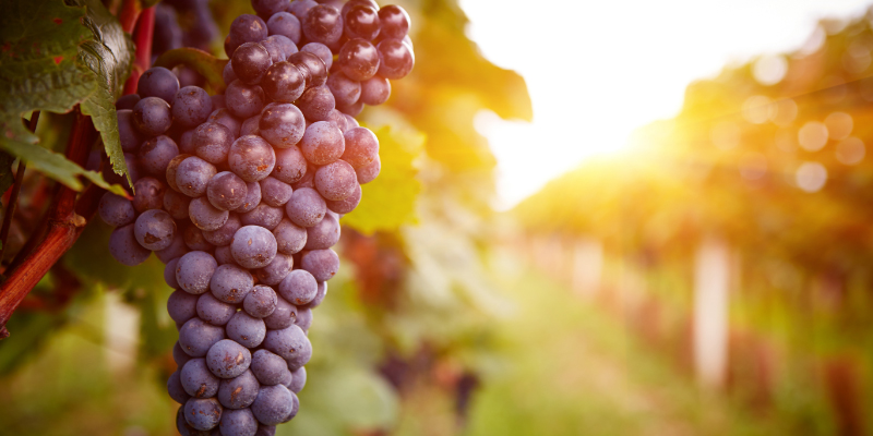 Domaine viticole & oléicole en Provence visuel bloc vin rouge