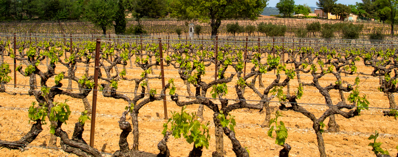 visuel page vignoble sol